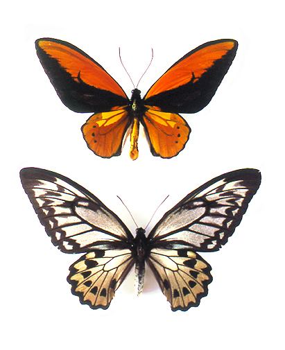 Ornithoptera croesus godofinsectscom Birdwing Butterfly Ornithoptera croesus lydius