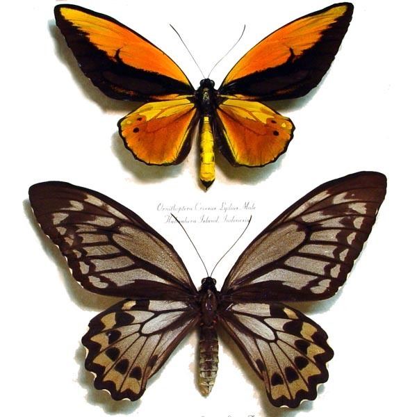 Ornithoptera croesus Golden Birdwing Ornithoptera croesus lydius Pair Real Butterfly