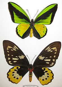 Ornithoptera goliath httpsuploadwikimediaorgwikipediacommonsthu
