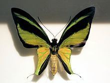 Ornithoptera meridionalis httpsuploadwikimediaorgwikipediacommonsthu