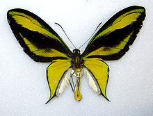 Ornithoptera paradisea httpsuploadwikimediaorgwikipediacommonsthu