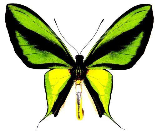 Ornithoptera paradisea Oparadisea