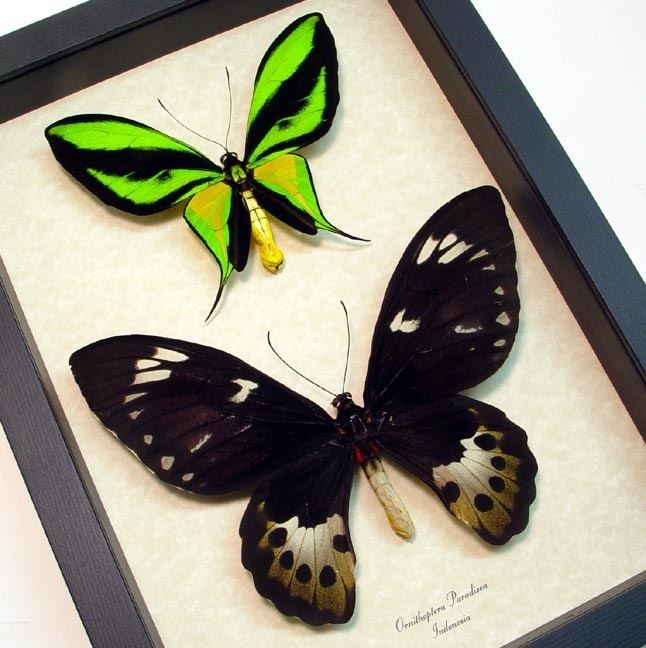 Ornithoptera paradisea Ornithoptera paradisea pair Wholesale Insects Butterfly Designs