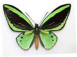 Ornithoptera priamus httpsuploadwikimediaorgwikipediacommonsthu