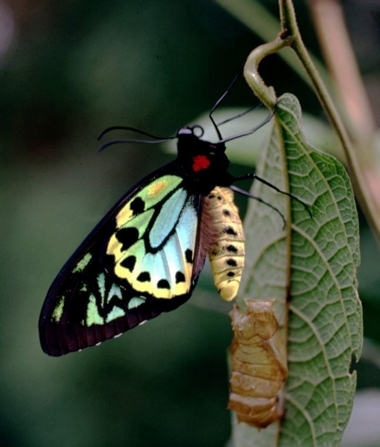 Ornithoptera richmondia FileCSIRO ScienceImage 11322 Richmond Birdwing butterflyjpg
