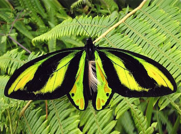 Ornithoptera tithonus Butterflies of New Guinea Ornithoptera tithonus