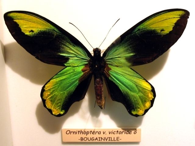 Ornithoptera victoriae httpsuploadwikimediaorgwikipediacommons99