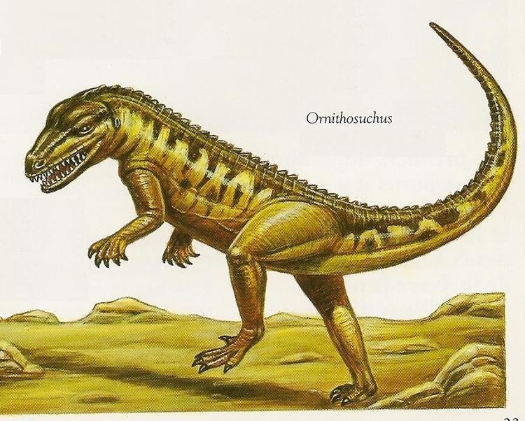 Ornithosuchus Ornithosuchus longidens