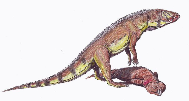 Ornithosuchus httpsuploadwikimediaorgwikipediacommonsthu