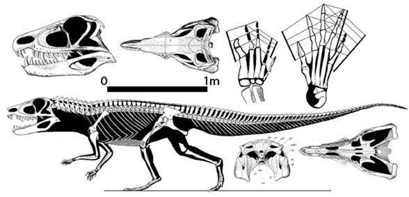 Ornithosuchus ornithosuchus588jpg