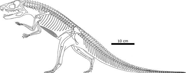 Ornithosuchus Ornithosuchidae