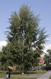 Ornäs birch httpsuploadwikimediaorgwikipediacommonsthu