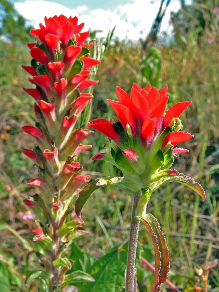 Orobanchaceae Castilleja nervata Orobanchaceae image 39318 at PhytoImagessiuedu