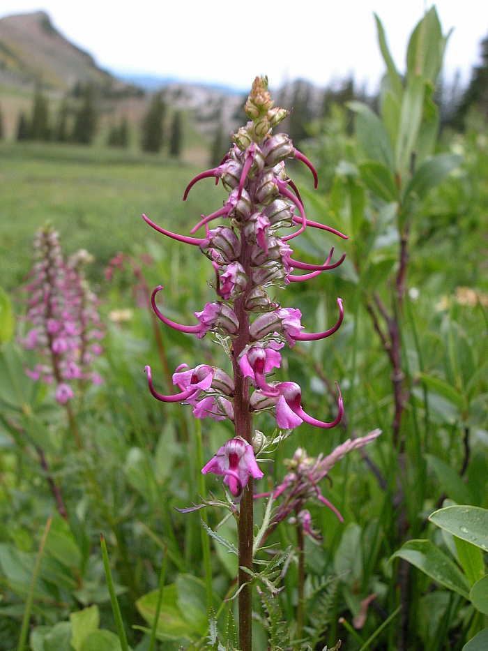 Orobanchaceae Pedicularis groenlandica Orobanchaceae image 9038 at