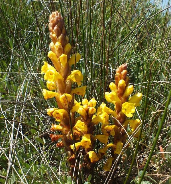 Orobanchaceae Orobanchaceae the parasitic Broomrape family