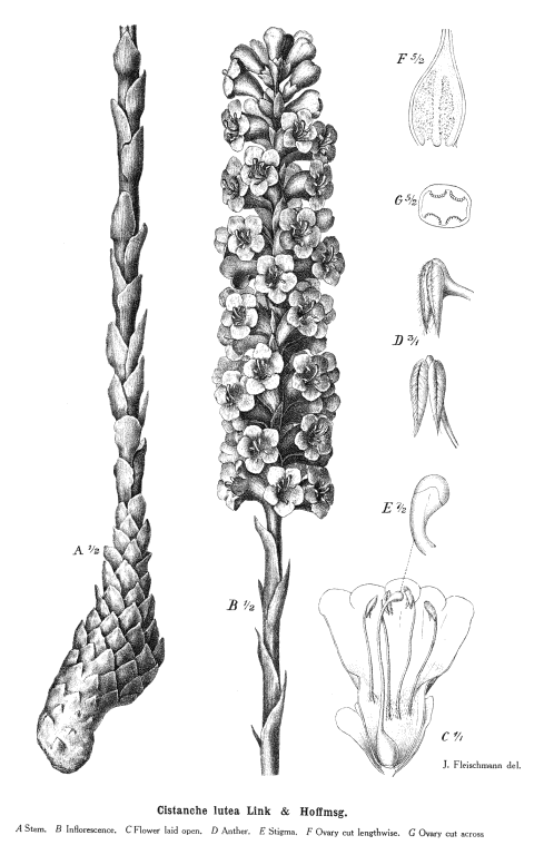 Orobanchaceae Angiosperm families Orobanchaceae Vent