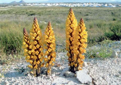 Orobanchaceae Variety of Life Orobanchaceae