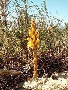 Orobanchaceae httpsuploadwikimediaorgwikipediacommonsthu