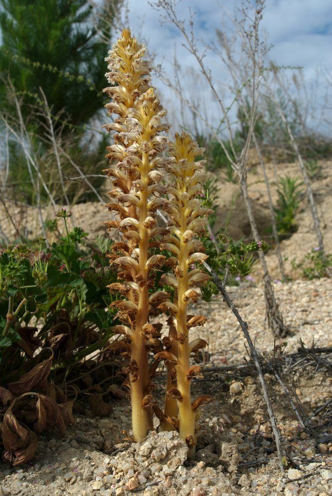 Orobanchaceae Orobanche minor Orobanchaceae image 29903 at PlantSystematicsorg