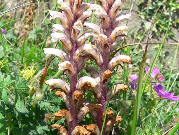 Orobanche hederae Orobanche hederae Ivy Broomrape Online Atlas of the British and