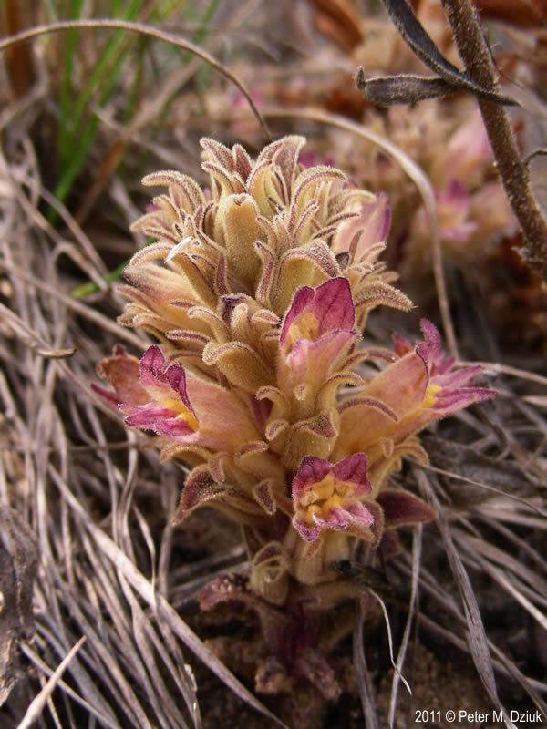 Orobanche ludoviciana Orobanche ludoviciana Louisiana Broomrape Minnesota Wildflowers
