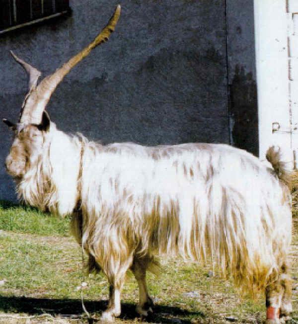 Orobica Italian breeds of goats Orobica or Valgerola