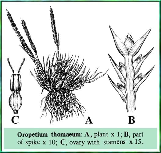 Oropetium wwwmobotorgmobotPakistanImages143PoaceaeOro