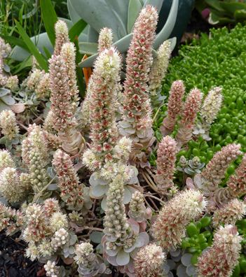 Orostachys Orostachys iwarenge quotChinese Dunce Capquot Buy Online at Annie39s Annuals