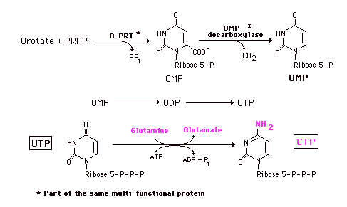 Orotic acid Formation of Orotic Acid