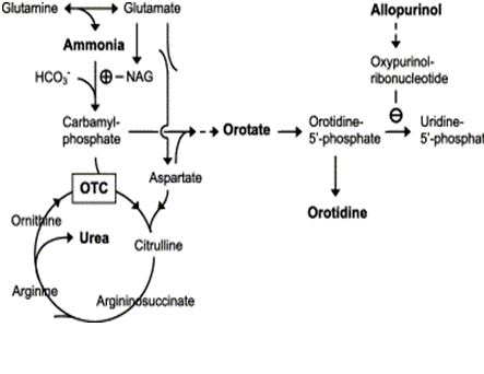 Orotic acid Orotic aciduria causes clinical manifestations diagnosis and