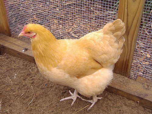 Orpington chicken Buff Orpingtons Chicken Breed Information amp Pictures