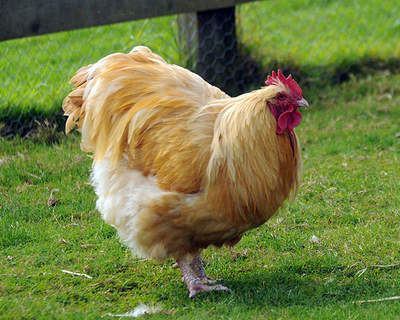 Orpington chicken Orpington For Sale Chickens Breed Information Omlet