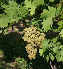 Ortega (grape) httpsuploadwikimediaorgwikipediacommonsthu