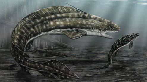 Orthacanthus Orthacanthus was a Cannibal