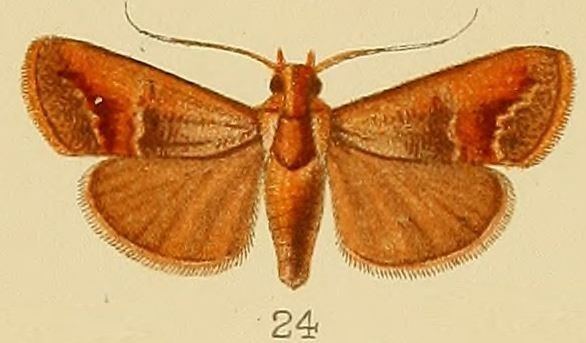 Orthaga castanealis