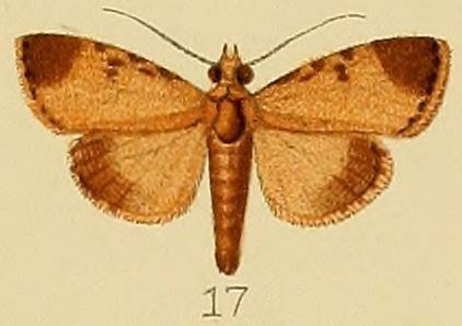 Orthaga phaeopteralis