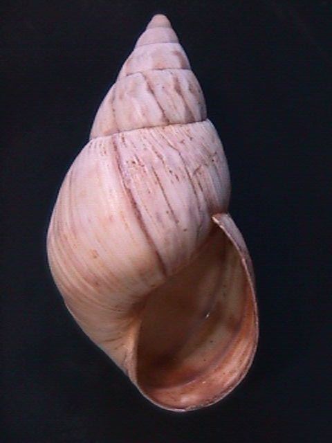 Orthalicus maracaibensis