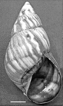 Orthalicus undatus httpsuploadwikimediaorgwikipediacommons66