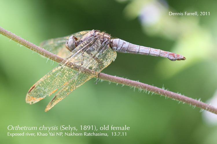 Orthetrum chrysis Dragonflies amp damselflies of Thailand 49 Orthetrum chrysis Selys