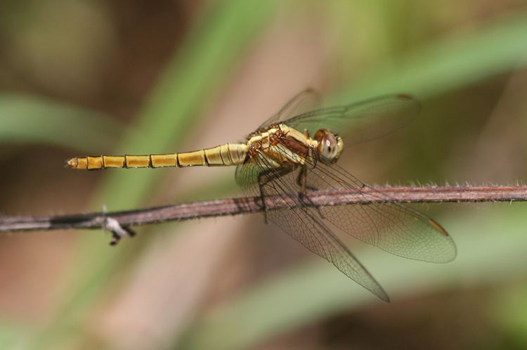 Orthetrum Dragonflies amp damselflies of Thailand 48 Orthetrum glaucum Brauer