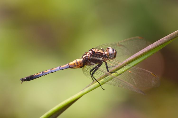 Orthetrum glaucum Dragonflies amp damselflies of Thailand 48 Orthetrum glaucum Brauer