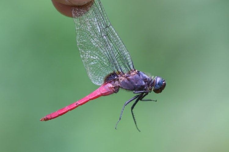 Orthetrum pruinosum Dragonflies amp damselflies of Thailand 51 Orthetrum pruinosum