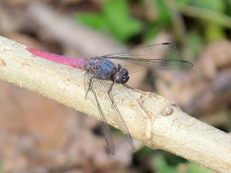 Orthetrum pruinosum httpsuploadwikimediaorgwikipediacommonsthu