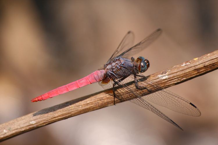 Orthetrum pruinosum Dragonflies amp damselflies of Thailand 51 Orthetrum pruinosum
