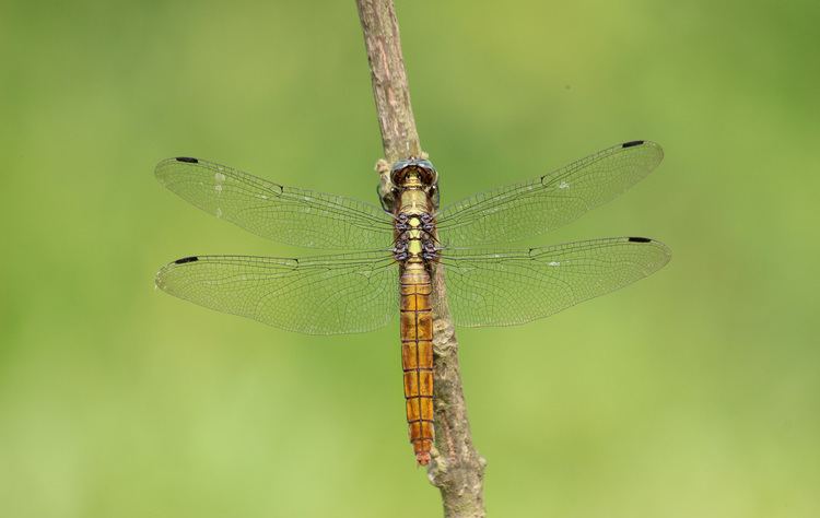 Orthetrum pruinosum Odonata of Bangladesh