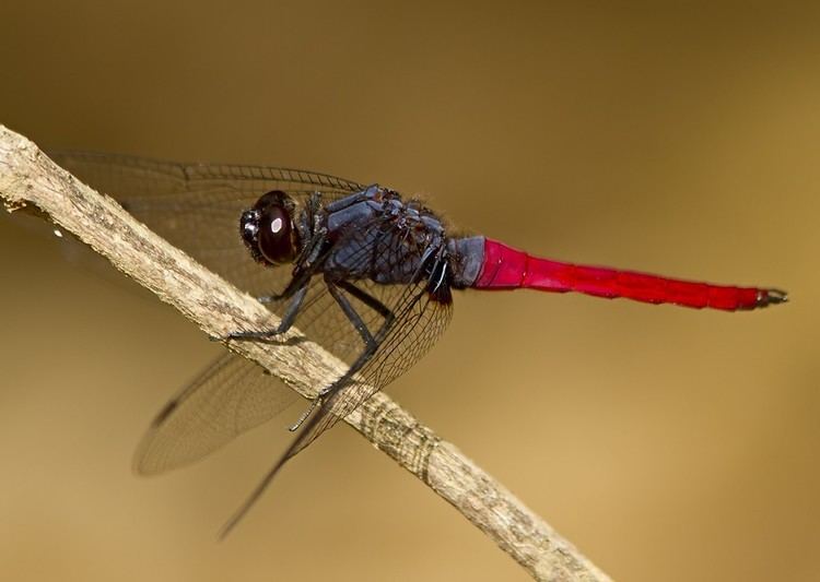 Orthetrum pruinosum Results All Odonata Search
