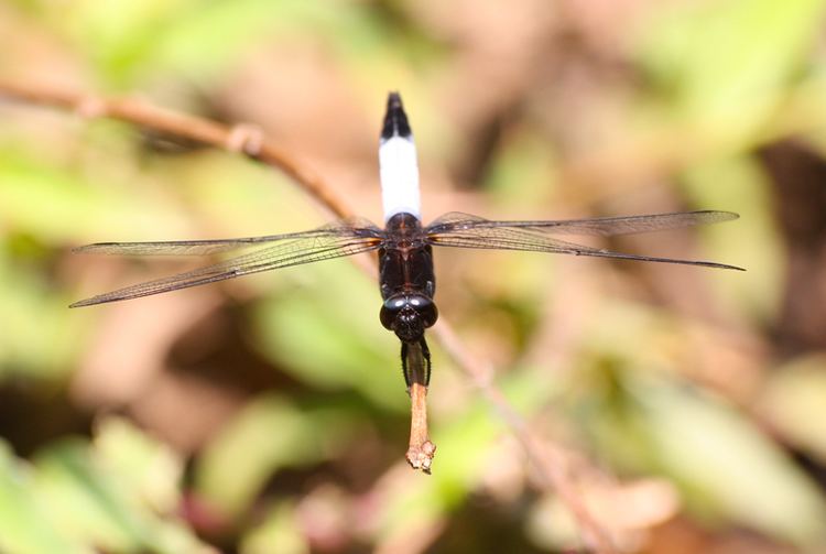 Orthetrum triangulare Dragonflies amp damselflies of Thailand 53 Orthetrum triangulare