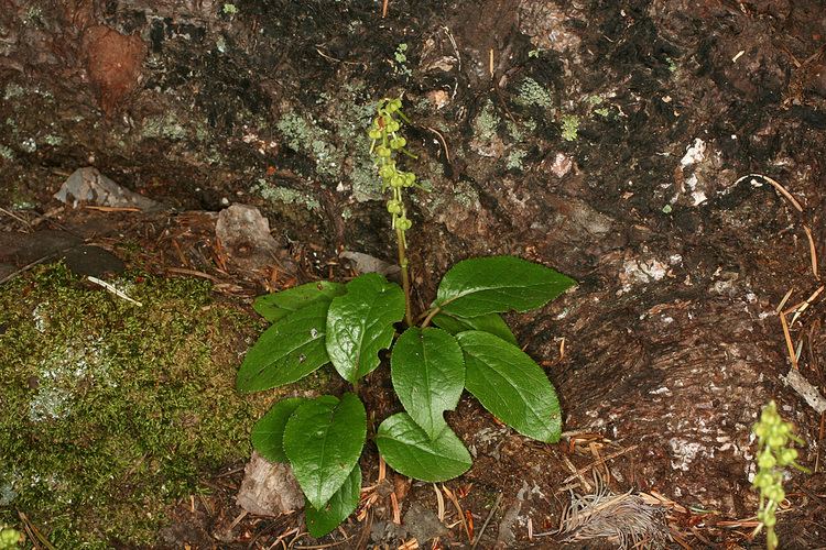 Orthilia Vascular Plants of the Gila Wilderness Orthilia secunda