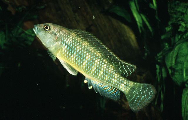 Orthochromis Fish Identification