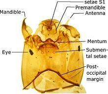 Orthocladiinae httpsuploadwikimediaorgwikipediacommonsthu